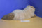 Westcliff Collection Himalayan Cat Plush