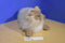 Westcliff Collection Himalayan Cat Plush