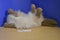 Westcliff Collection Himalayan Cat Plush