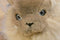 Westcliff Collection Himalayan Cat Plush