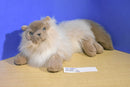 Westcliff Collection Himalayan Cat Plush