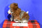 Target Bullseye Eskimo Alaskan Fur Coat 2008 Plush