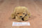 Miniature Golden Retriever Puppy Dog Beanbag Plush