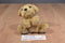 Miniature Golden Retriever Puppy Dog Beanbag Plush