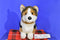 Douglas Kirby Tri-Color Corgi Dog Plush