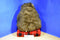 A&A Fancy Zoo Brown Pot Belly Bear Plush