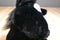 A&A Aurora Flopsies Raven Black Horse Beanbag Plush