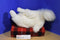 Fiesta Arctic Fox Plush