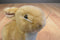 Stofftiergarten Plon Germany Tan and White Bunny Rabbit Plush