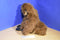 Walmart Brown Black Faced Monkey Plush