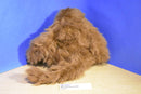 Walmart Brown Black Faced Monkey Plush
