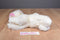 Animal Alley White Poodle with Pink Ears and Bows 2000 Beanbag Plush