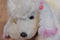 Animal Alley White Poodle with Pink Ears and Bows 2000 Beanbag Plush