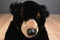 Aurora Flopsie Black Bear Blackstone 2017 Beanbag Plush