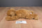 Ty Classic Baby Paws Brown 2011 Beanbag Plush