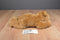 Ty Classic Baby Paws Brown 2011 Beanbag Plush
