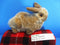 Combined Marketing Brown Bunny Plush
