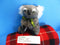 Australian Design Koala With Boomerang Plush