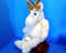 Commonwealth White Molly Moose 1998 Plush