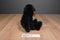 Giftable World Black and Brown Teddy Bear 2016 Beanbag Plush
