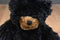 Giftable World Black and Brown Teddy Bear 2016 Beanbag Plush