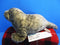 Douglas Speckles Monk Seal Plush