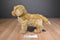 Douglas King Golden Retriever Dog 2017 Plush