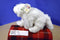 Wild Republic Cuddlekins White Arctic Fox 2005 Beanbag Plush