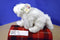 Wild Republic Cuddlekins Arctic Fox 2005 Beanbag Plush