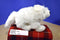 Wild Republic Cuddlekins White Arctic Fox 2005 Beanbag Plush