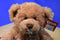 Gund Maxie Tan Teddy Bear Beanbag Plush