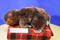 Wild Republic Beaver 2014 Beanbag Plush