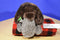 Wild Republic Beaver 2014 Beanbag Plush