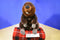 Wild Republic Beaver 2014 Beanbag Plush