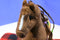 Only Hearts Club Coco Brown  Horse with Braids Poseable Plush