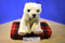 Aurora Miyoni Polar Bear Beanbag Plush