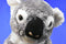 Bocchetta Koala Beanbag Plush