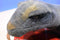 Wild Republic Komodo Dragon 2017 Plush