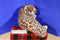 Leopard with Foam Head Plush