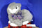 Kids of America Gray and White Bunny Rabbit Plush