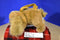 Aurora People Pals Buff Cocker Spaniel Bag Purse Plush