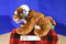 Wild Republic WWF Bengal Tiger Cub 2016 Beanbag Plush with Blue Eyes