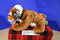 Wild Republic WWF Bengal Tiger Cub 2016 Beanbag Plush with Blue Eyes