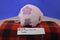 Pokemon Center 2011 Munna Dream Eater Pokemon Plush