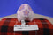 Pokemon Center 2011 Munna Dream Eater Pokemon Plush