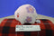Pokemon Center 2011 Munna Dream Eater Pokemon Plush