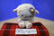 Ty Beanie Babies Hello Kitty Yellow Easter Lamb 2011 Beanbag Plush