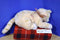 Gund Tabby Yellow Cat Le Chat