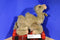 Aurora Classic Bactrian Camel 1996 Plush