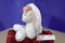 Gund Dahlia White Bunny Rabbit With Pink Flowers Beanbag Plush
